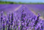 linalool, lavender field
