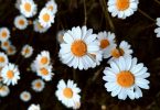 White daisy-like flowers of the Asteraceae family, the group that includes chamomile