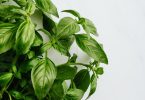 basil, rich with osimene
