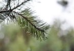 pine leaf