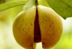 A nutmeg fruit split open on the tree, showing the red mace inside