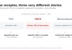 Comparison of three compounds acting on the CB1 receptor — THC activates it and increases appetite, THCV blocks it at low doses with unproven effects in people, and rimonabant was an inverse agonist withdrawn in 2008