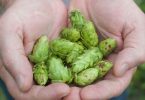 Freshly picked hop cones held in cupped hands Pexels, Ahmed Hamed.