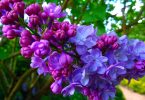 A lilac flower cluster in bloom, the aroma most associated with alpha-terpineol |exels, SevenStorm JUHASZIMRUS