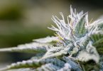cannabis crops
