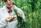 medical cannabis study