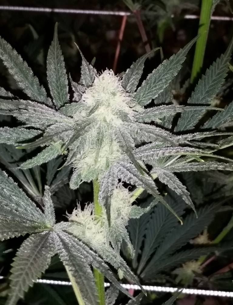 cannabis growers