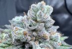 Close-up of a cannabis flower covered in glandular trichomes, the resin glands that produce both cannabinoids and terpenes