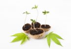 commercial cannabis cultivation