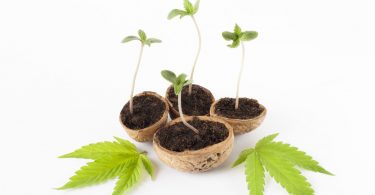 commercial cannabis cultivation