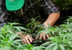 cannabis cultivation