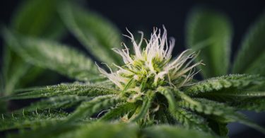 cannabis horticulture