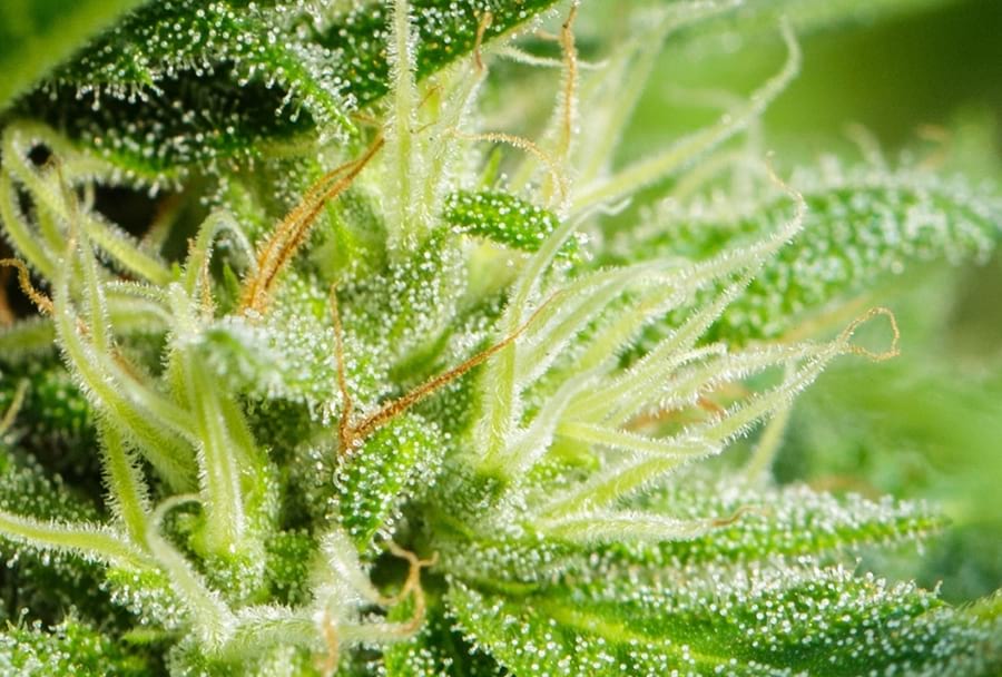 Four Common Types of Terpenes in Cannabis | Terpenes and Testing Magazine