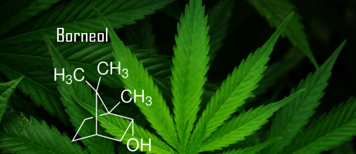  What Is Borneol Terpenes And Testing Magazine