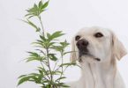 dogs-cannabis-cbd
