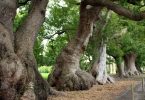 n avenue of mature camphor laurel trees with broad buttressed trunks