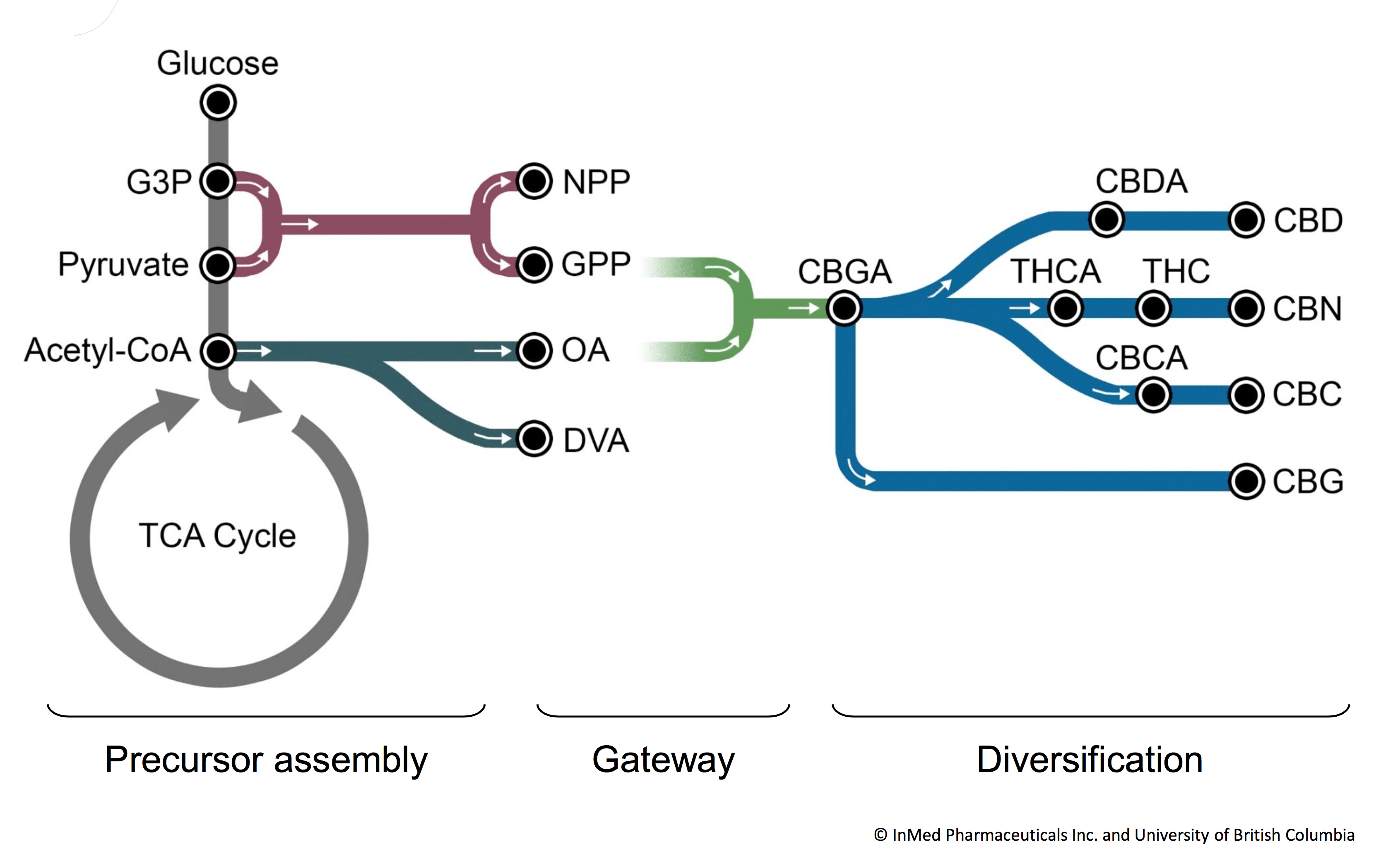 Cannabis & Biosynthesis | Terpenes & Testing Magazine