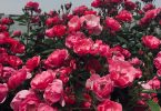 A bank of pink roses in bloom, a natural source of geraniol