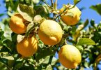 lRipe lemons on the tree, a natural source of limonene