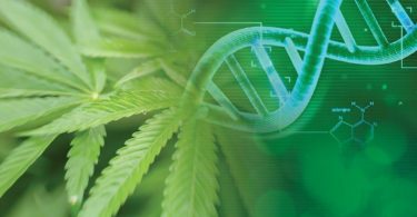 Cannabis Research