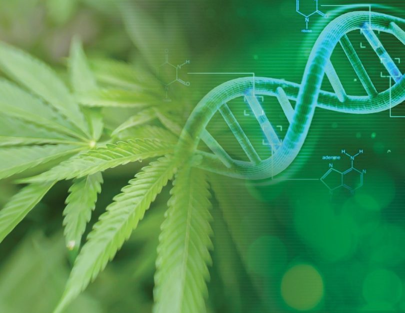 Cannabis Research