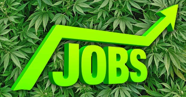 Job in the Cannabis Industry
