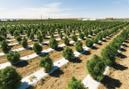 Cannabis Cultivation