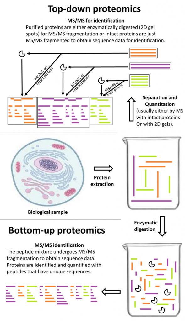 Proteomics for Cannabis - Terpenes and Testing Magazine