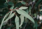 Mature eucalyptus leaves on a red-stemmed branch