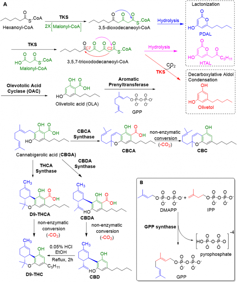 The Biosynthesis Of Cannabinoids - Terpenes And Testing Magazine