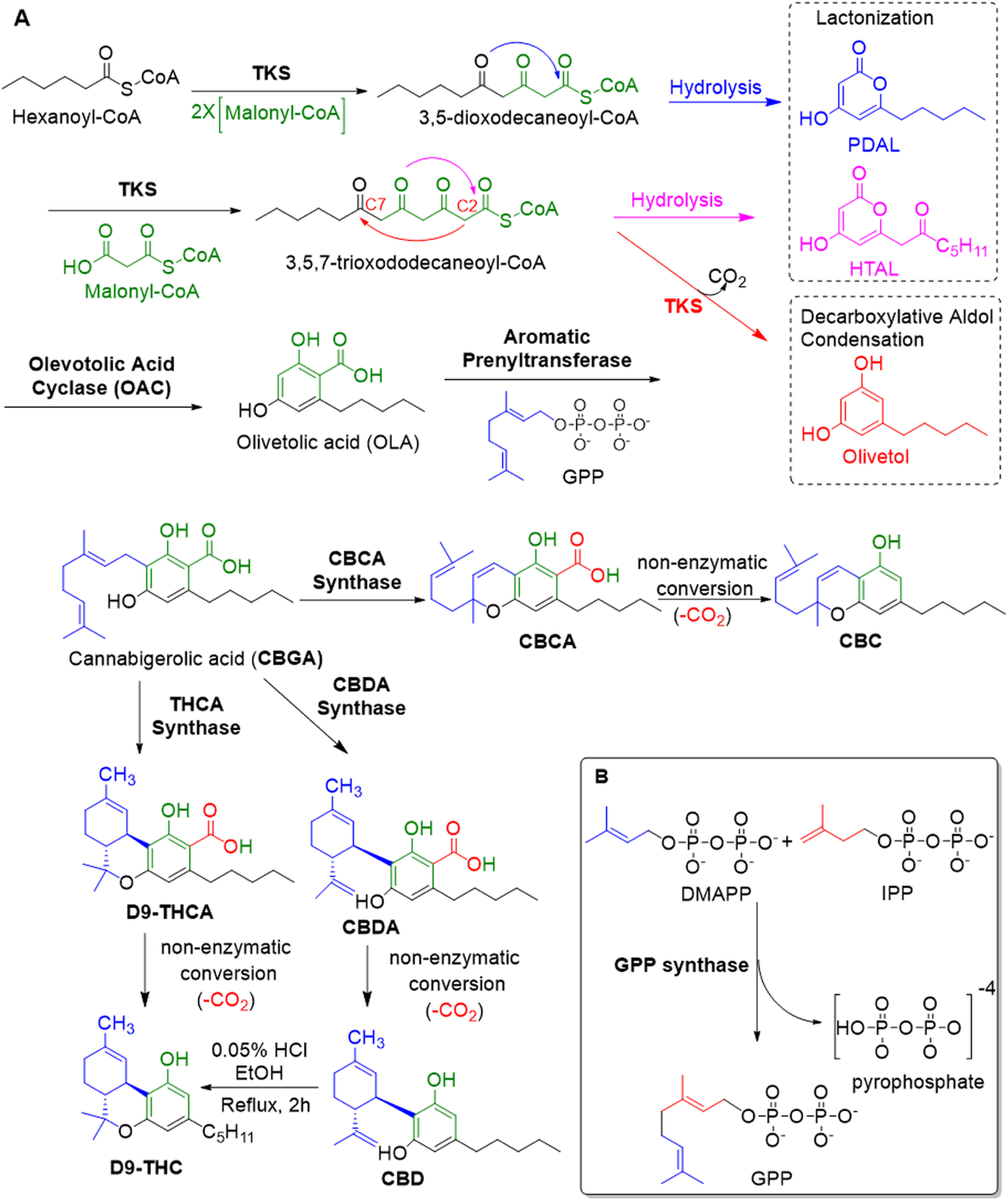 The Biosynthesis Of Cannabinoids - Terpenes And Testing Magazine