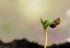 A cannabis seedling emerging from dark soil with the seed casing still attached to one cotyledon