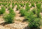 Rows of young hemp plants growing in bare cultivated soil on an outdoor farm