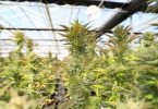 zeolite, cannabis