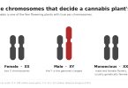 Diagram of cannabis sex chromosomes drawn to scale: female plants XX, male plants XY with the larger Y chromosome, monoecious plants usually XX