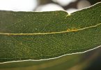 A backlit eucalyptus leaf showing the translucent oil glands that store its terpenes