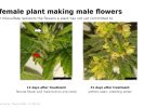 Cannabis inflorescences after silver thiosulfate treatment: at 12 days a male bud and a female flower on the same shoot, and at 31 days male flowers with open anthers shedding pollen