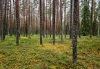 pine forest