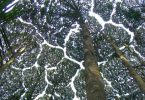 Dryobalanops aromatica — the Borneo camphor tree borneol is named for — displaying crown shyness at the Forest Research Institute Malaysia
