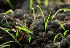 Grass seedlings emerging through dark crumb-structured soil, with dew on the blades