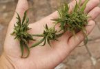 Freshly cut, undried cannabis flower held in an open palm