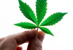 hand holding a cannabis leaf