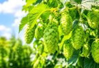 hops, a major natural source of myrcene