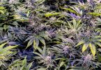 cannabis terpenes