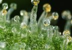 Macro photograph of cannabis trichomes with clear and amber resin heads