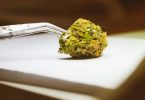 Cannabis flower held in tweezers under an inspection lamp
